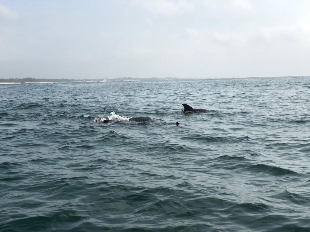 Dolphins, Watamu