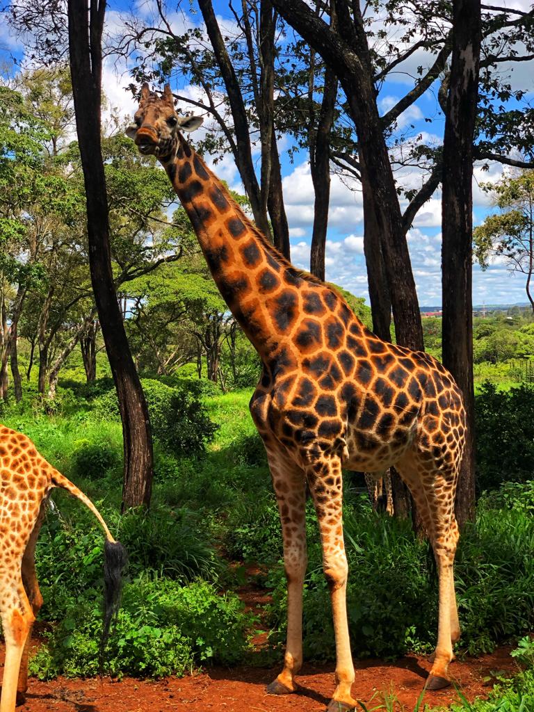 Giraffe Center Kenya